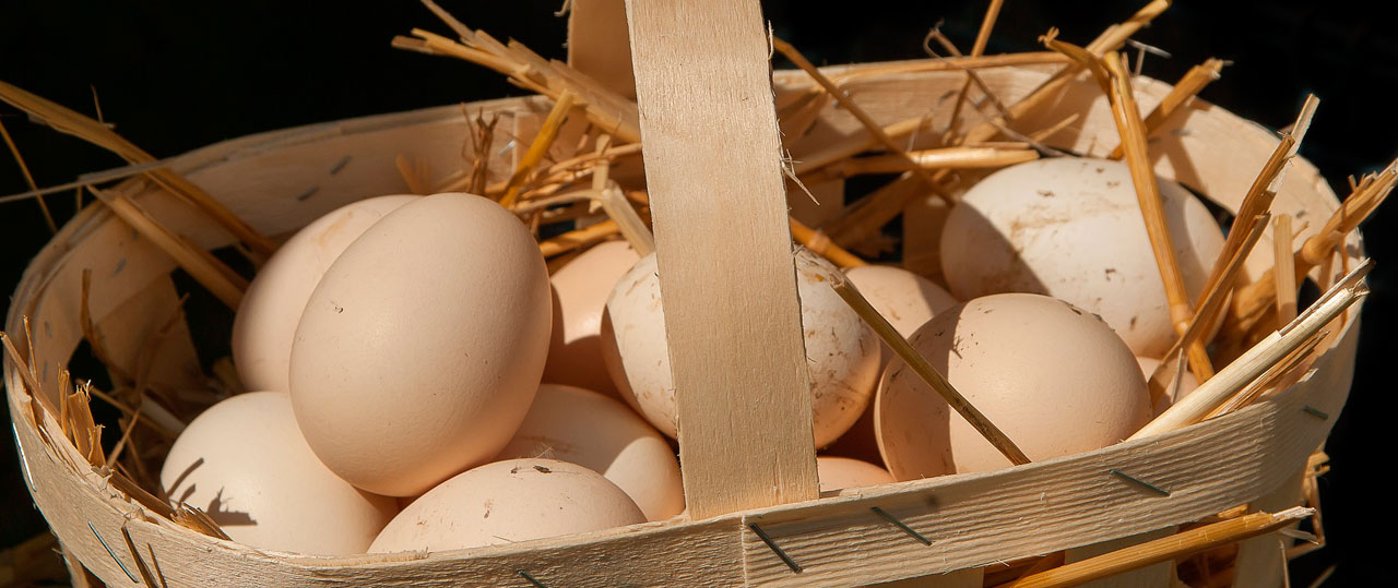 una vez Genealogía Alérgico Lo peligroso de poner todos los huevos en la misma cesta | IFK